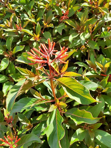 Texas Fire Bush Hamelia Patens Treeland Nurseries