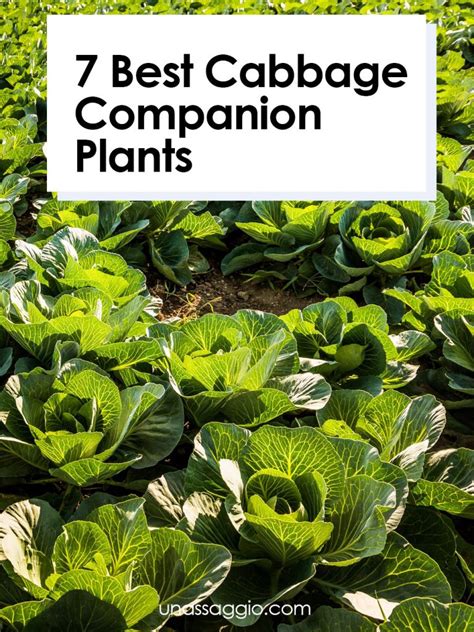 Cabbage Companion Plants 7 Plants To Grow With Cabbage Un Assaggio