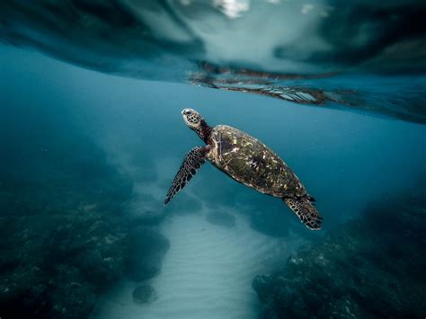 Free Images Water Ocean Animal Diving Wildlife Underwater