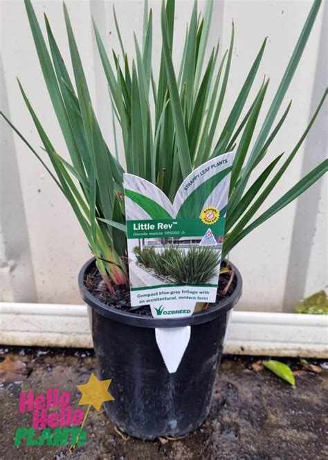 Dianella Little Rev Flax Lily 6 Pot Hello Hello Plants