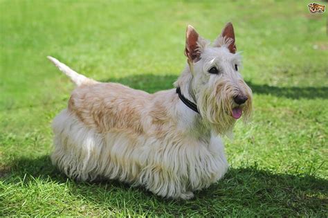 Scottish Terrier Dog Breed Facts Highlights And Buying Advice Pets4homes