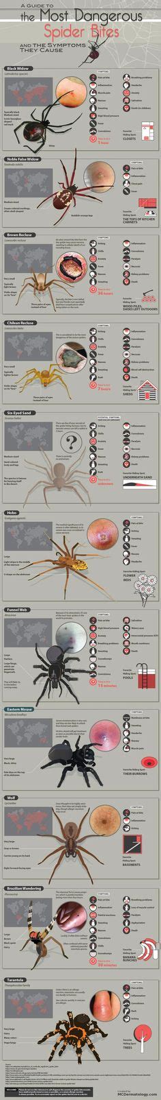 Spiders Bites Coolguides Spider Bite Symptoms Poisonous Spiders Spider Venom Data Charts
