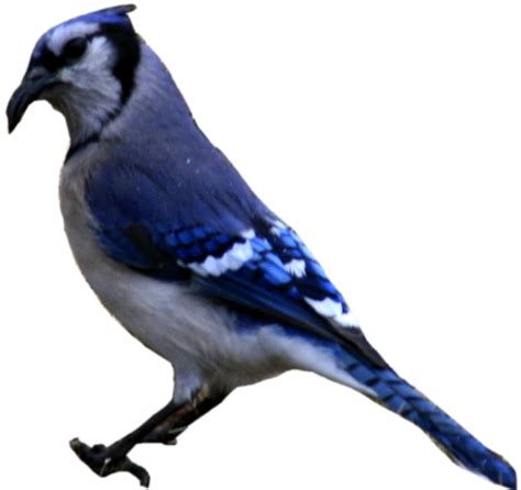 Blue Jay Png Clipart Background Png Play