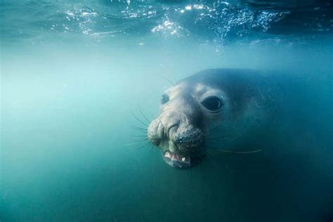 Seal Lice Can Survive The Pressure Found 4000 Metres Under The Sea