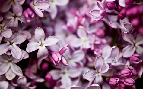45 Lilac Flowers Wallpapers Wallpapersafari