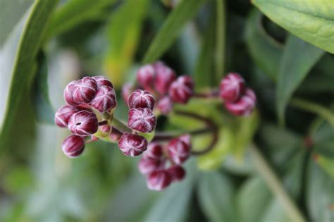 Commonly known as virgin's bower. Photo #57999 | Clematis 'Apple Blossom' | plant lust