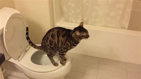 Pooping Cat Youtube