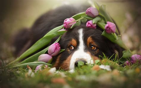 Dogs In The Spring Wallpapers Wallpaper Cave
