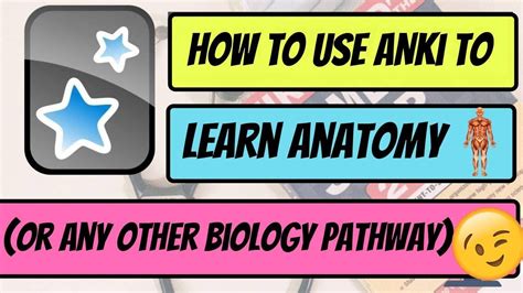 The Best Way To Learn Anatomy In Medical School Anki Image Occlusion