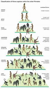 Pin By Blue Wings On Human Evolution Human Evolution Human Evolution