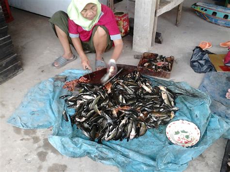 We did not find results for: Cara Salai Ikan Keli Yang Mudah - Ikan Lele - Salai - Alami