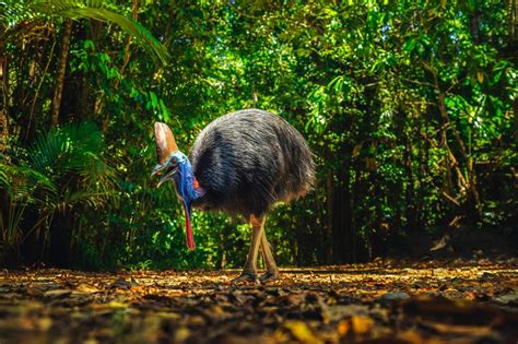 Guide To The Daintree Rainforest Tourism Australia