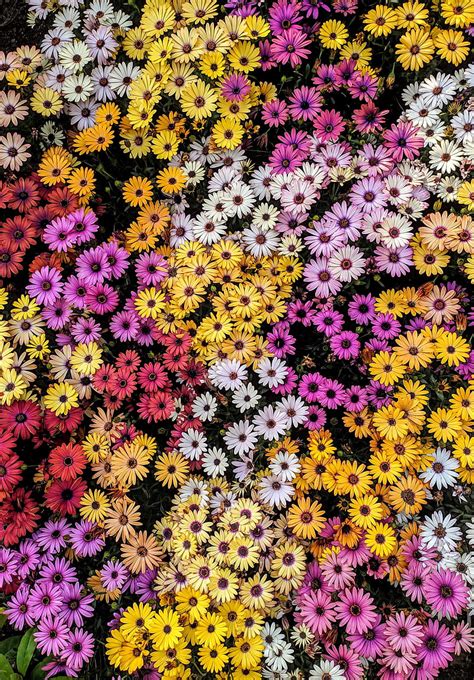 Colorful Daisies Bonito Colors Daisies Flower Flowers Nature