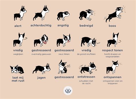 Hoe Lees Je De Lichaamstaal Van Je Hond Buddybites