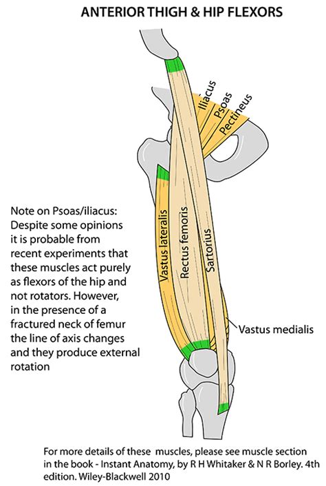 Instant Anatomy - Lower Limb - Muscles - Femur