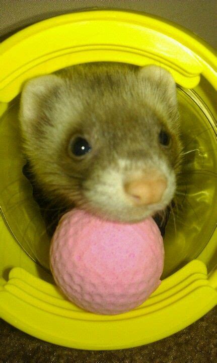 Otters are quite well at living in captivity if you take care of them. These foam or soft rubber balls can be very dangerous for ...