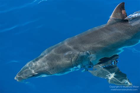 Great White Shark Surface 032601 Matthew Meier Photography