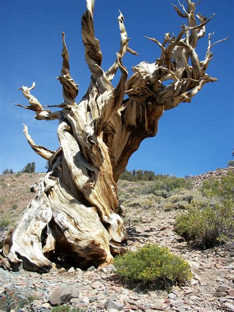 Bristlecone Pine In Bristlecone Np Bristlecone Pine Great Places