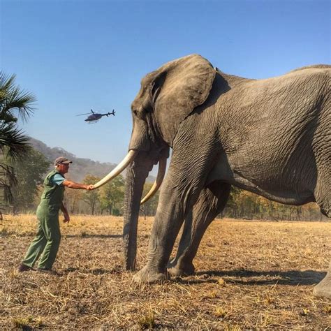 Gambar Gajah Yang Lucu