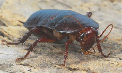 So you are doomed to see these creatures in your home at least sometimes. The everloving palmetto bug | Florida- My Home | Pinterest ...