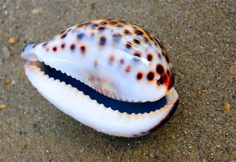 Private Site Best Hawaiian Island Treasure Beach Sea Shells