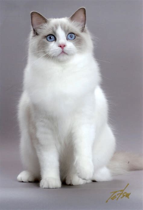 When you are purchasing a ragdoll from a breeder, you are typically purchasing a kitten. Ragdoll Cute Cats | Cute Cats