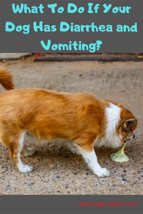 What To Do If Your Dog Has Diarrhea And Vomiting Dog Has Diarrhea