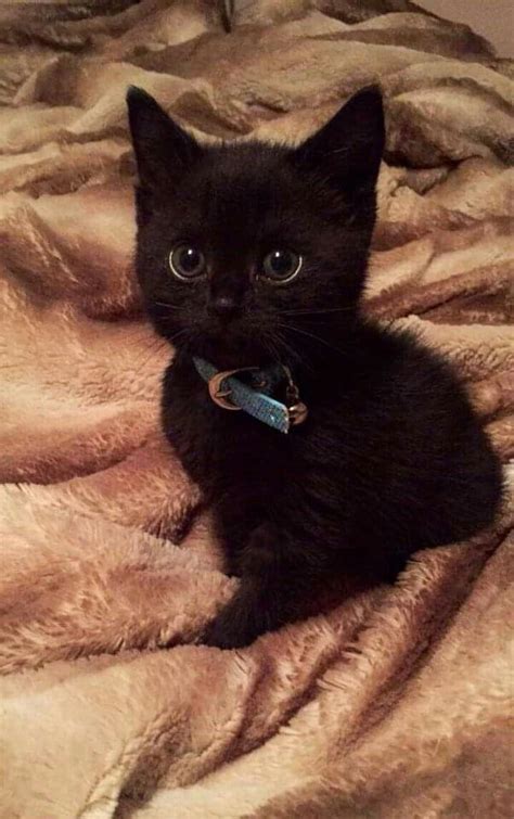 Black Kitten Kittens Cutest Cute Cats Cats Kittens