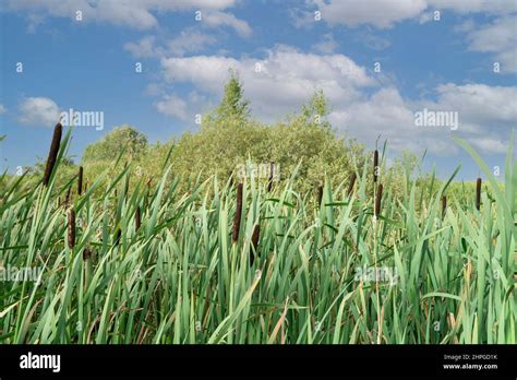 The Reed Plant Is A Close Up Against The Sky Natural Beauty In Nature