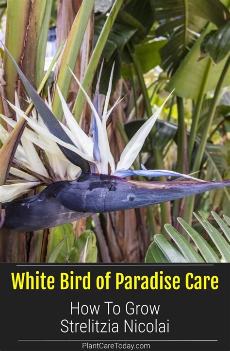Too much sun can burn the leaves of plants that are designated general care: White Bird of Paradise Care: How To Grow Strelitzia ...