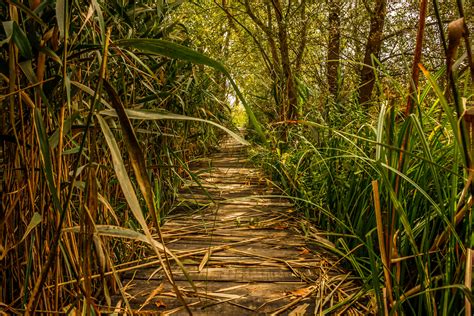 Free Images Landscape Tree Nature Forest Path Marsh Swamp