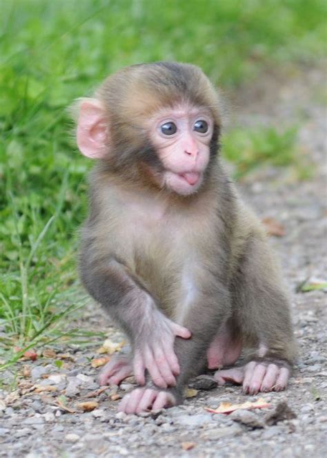 Macaque Japonais — Wikipédia Animaux Drôles Les Plus Mignons Bébés