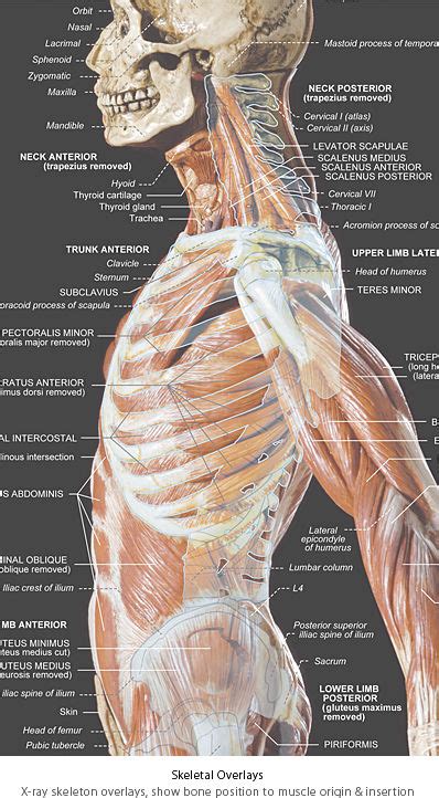 Human Body Leg Muscles Diagram Upper Anatomy Muscles Muscle Limb 3d