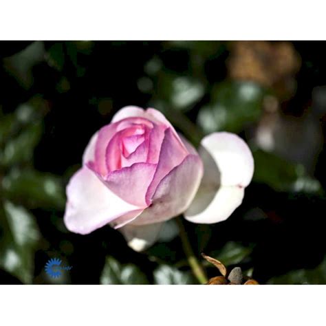 Willestrup Syn Eden Rose 88 Roser Plantetorvetdk