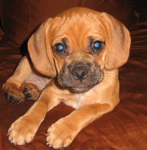 Puggle Dog Breed Information And Pictures