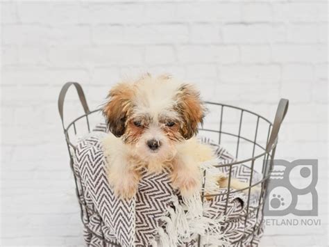 Check spelling or type a new query. Teddy Bear Puppies For Sale Michigan - Petland Novi