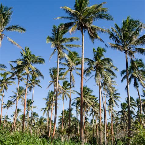 Taveuni Fiji Coconut Palm Trees Grow In Groves On The Southern End Of