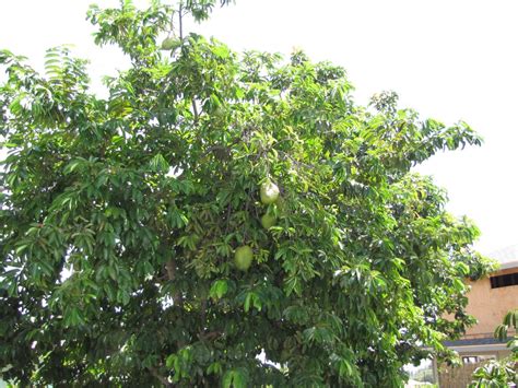 The soursop is adapted to areas of high. Corossolier : planter et entretenir - Ooreka