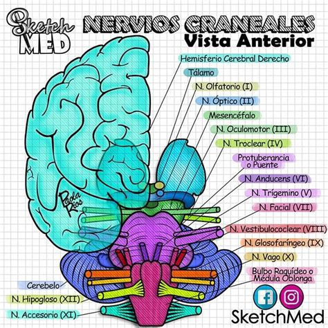 Pin Em Anatomia Y Fisiologia Otosection