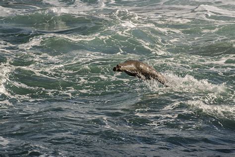 Sea Lion Jump Above The Wave Chatchai Patjaichaiyanun Flickr