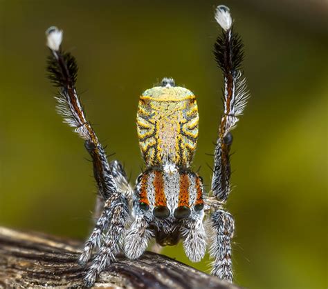188 9 Peacock Spider Maratus Flavus Jurgen Otto Flickr