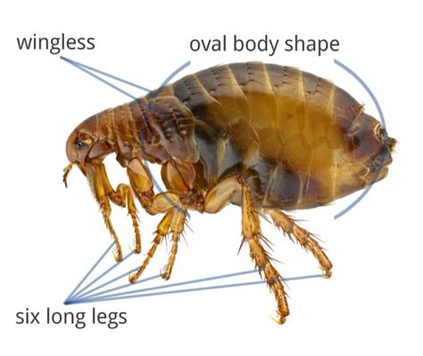 What Do Fleas Look Like Flea Identification