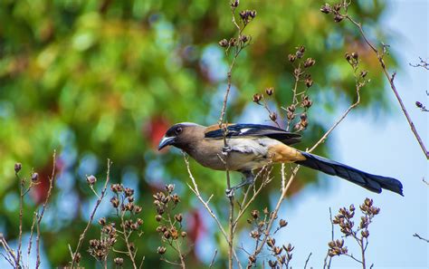 They sit rather upright on short legs, have tapered tails, large eyes and shallow but broad bills, which help them catch flying insects. Wallpaper : nature, wings, branch, wildlife, Nikon, life ...