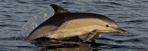 Rare Dolphin Species Spotted In The Adriatic Sea