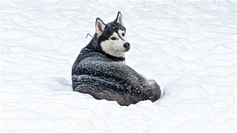 How Long Can Siberian Huskies Be In The Cold