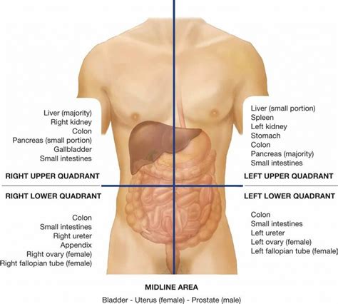 Luq Organs Ovulation Symptoms