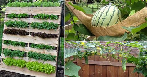Growing A Vertical Garden And Ideas To Get You Started