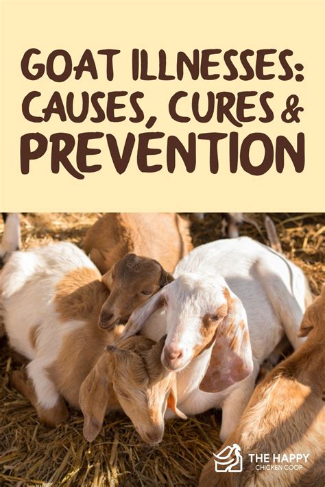 Guideline For Goat Illnesses Causes Cures And Prevention The Happy