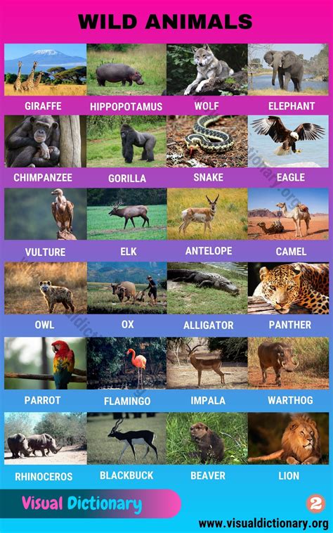 Big Animals Pictures With Names