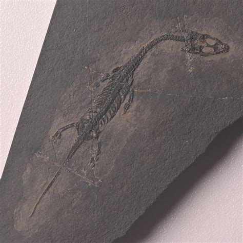 Complete Fossil Reptile Skeleton Keichousaurus Hui Triassic Etsy